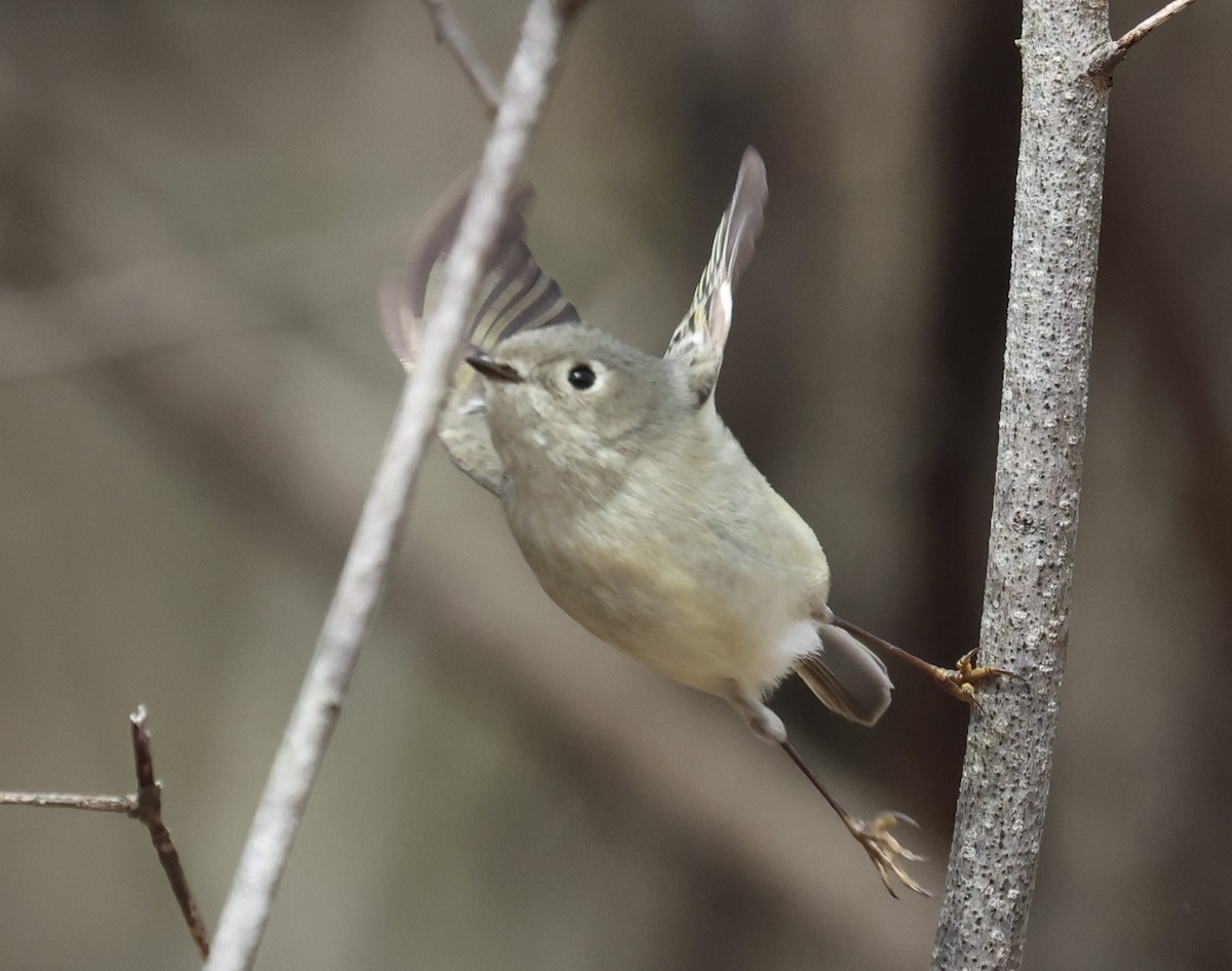 Ruby-crowned Kinglet - Erik Nielsen