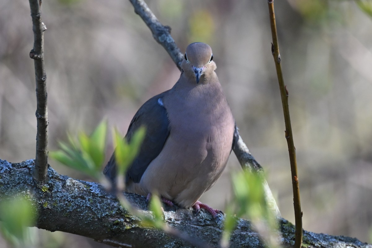 Mourning Dove - Fred Zimmerman
