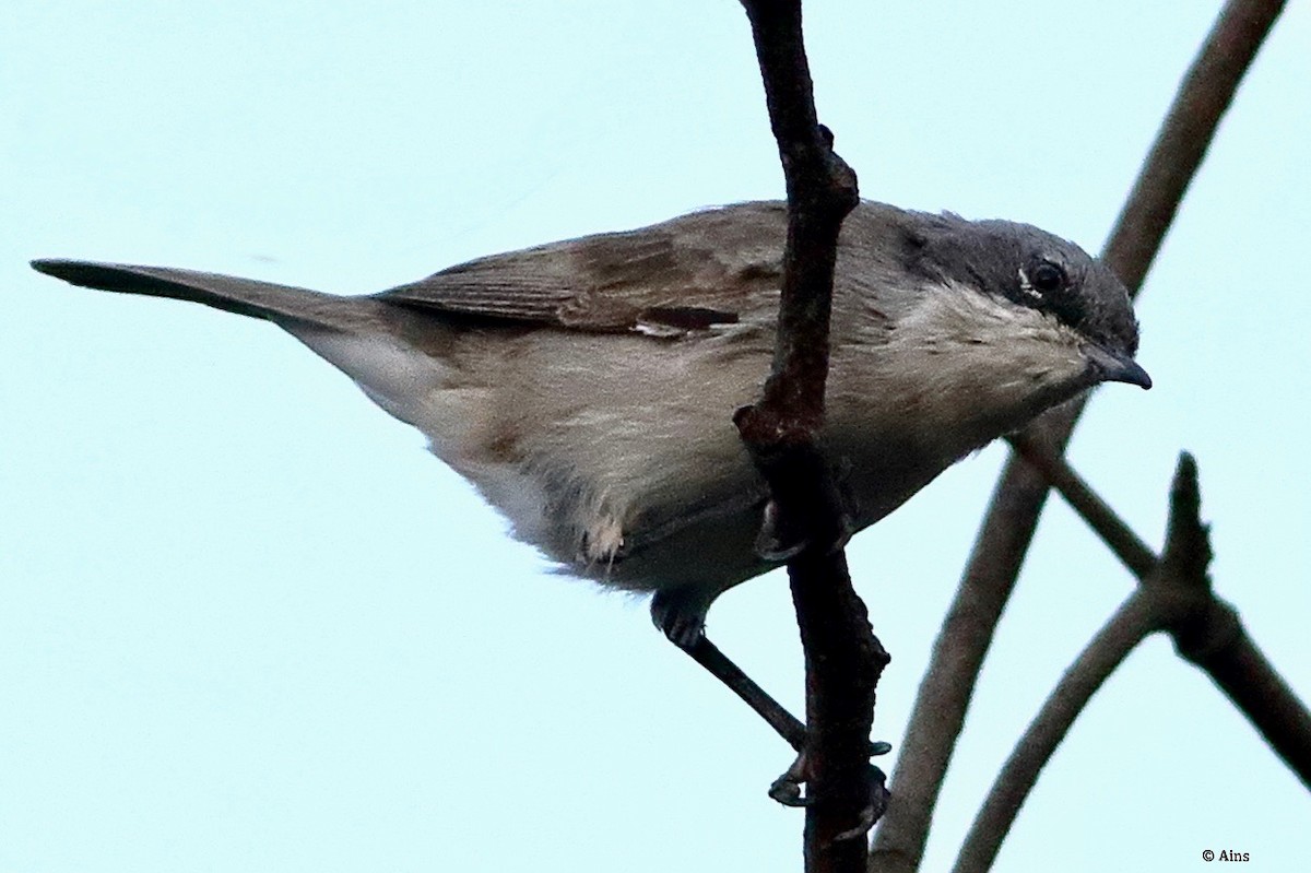 Lesser Whitethroat - ML616632946