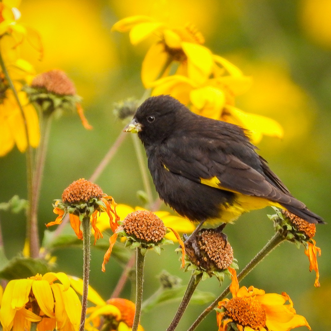 Black Siskin - Edwin Antony Calderon Noa