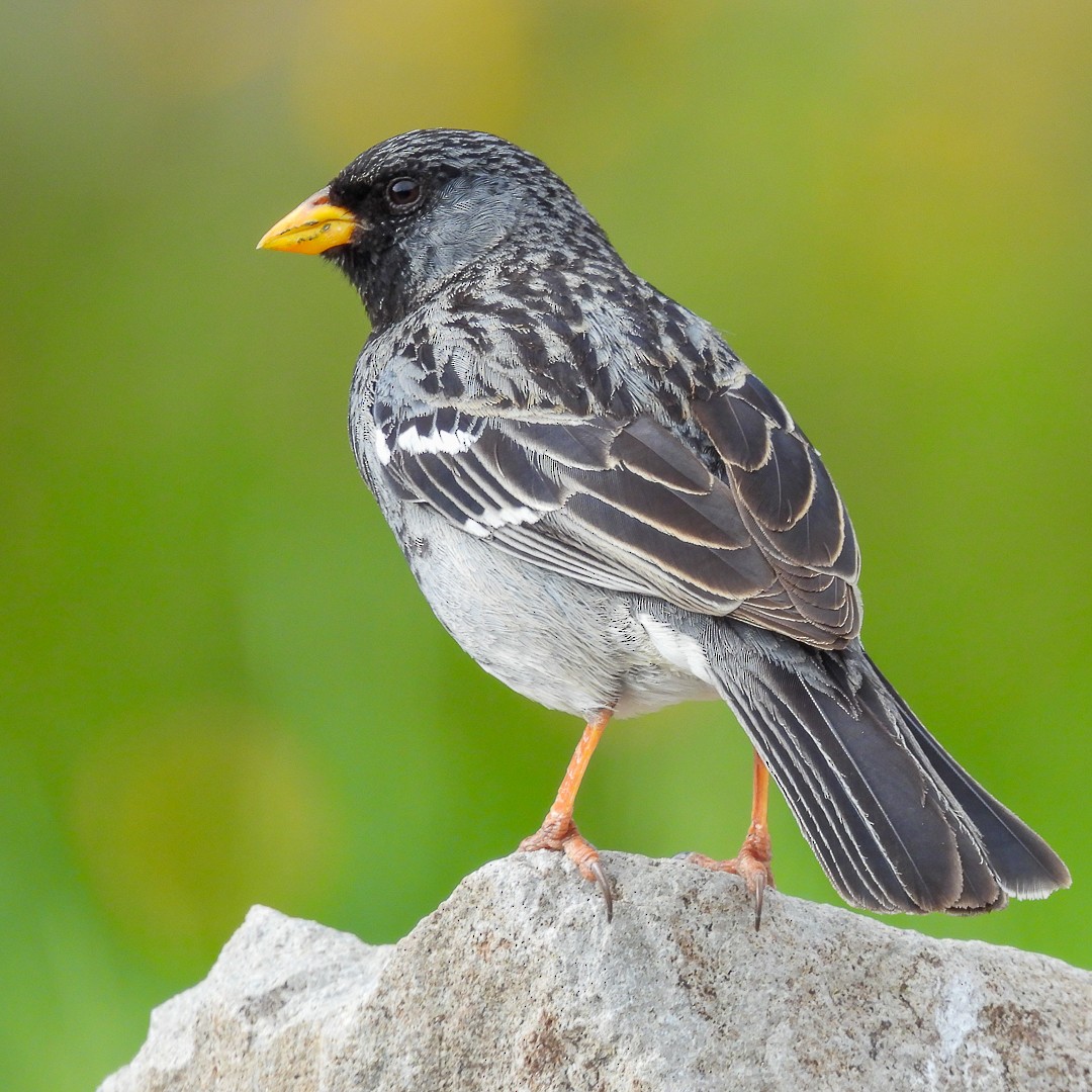 Mourning Sierra Finch - Edwin Antony Calderon Noa