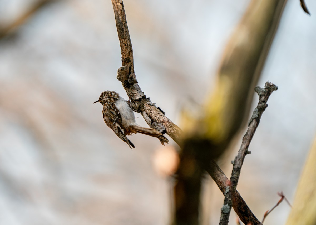 Brown Creeper - Reiügi ß