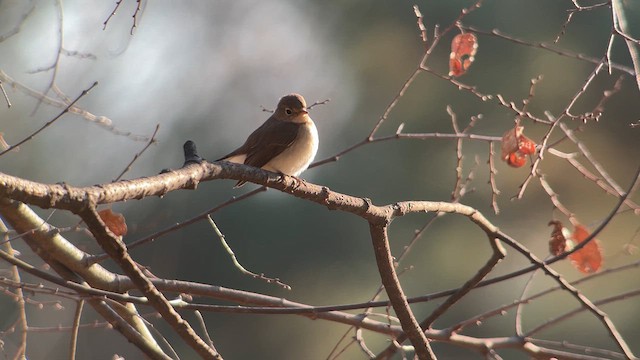 Red-breasted Flycatcher - ML616632999