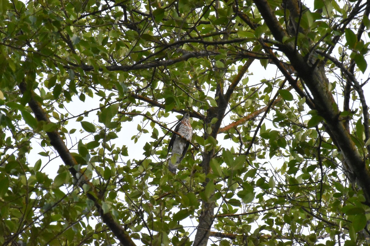 Large Hawk-Cuckoo - Wee Meng Lee