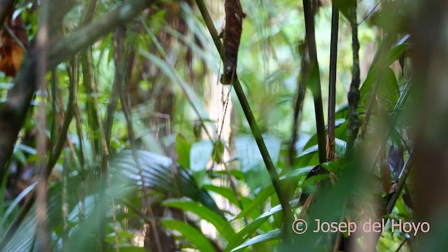 Rufous Motmot - ML616633062