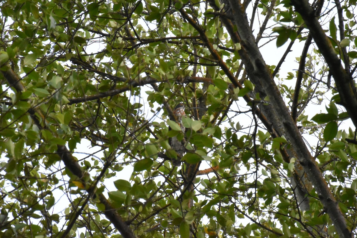 Large Hawk-Cuckoo - Wee Meng Lee