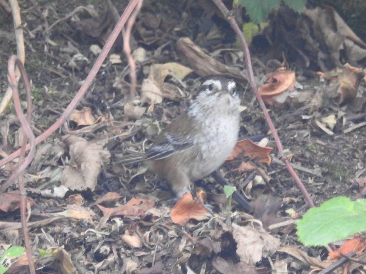 Timberline Wren - Daniel Garrigues