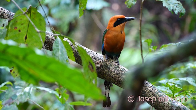 Zimtbrustmotmot - ML616633138