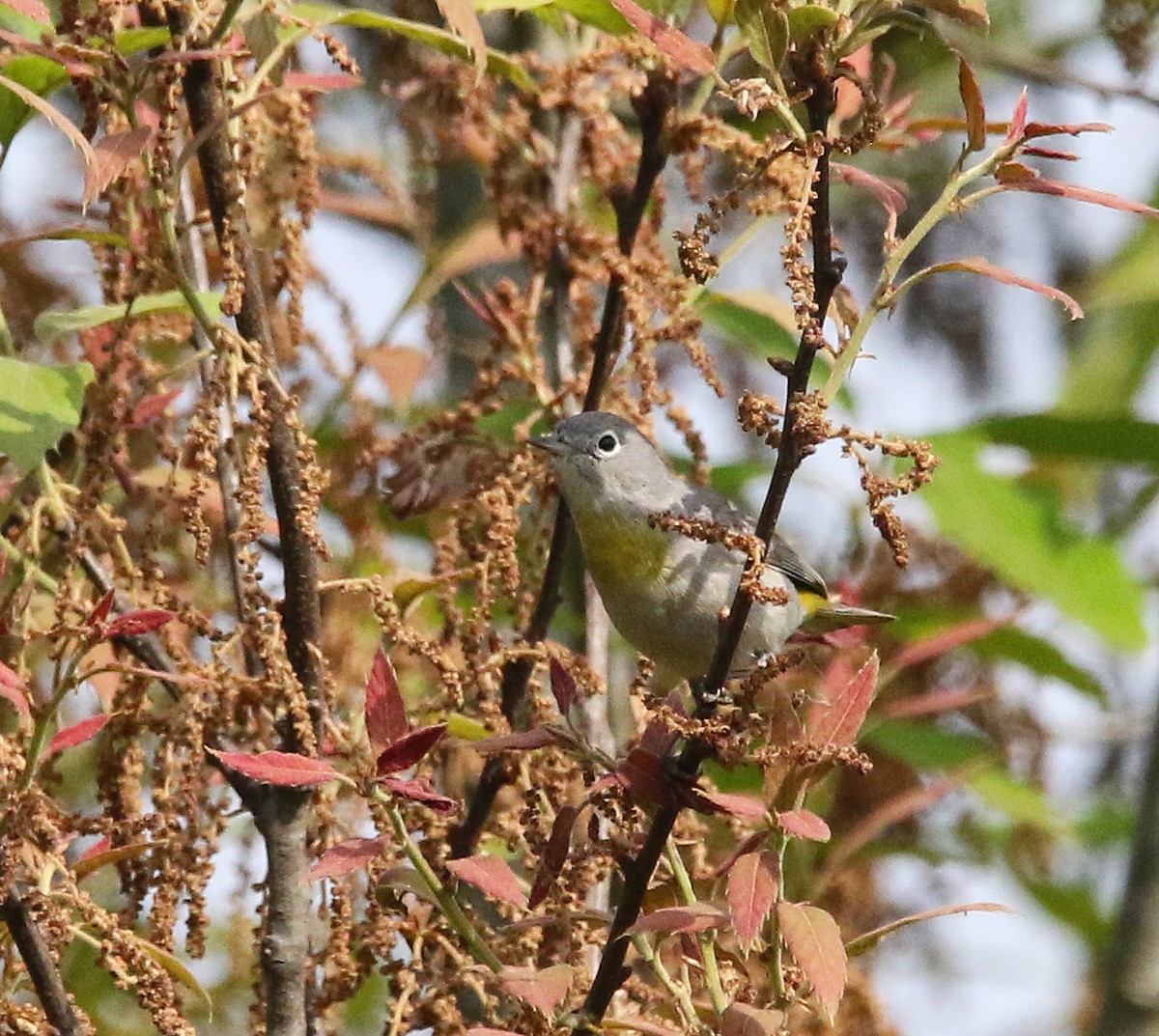 Virginia's Warbler - ML616633180