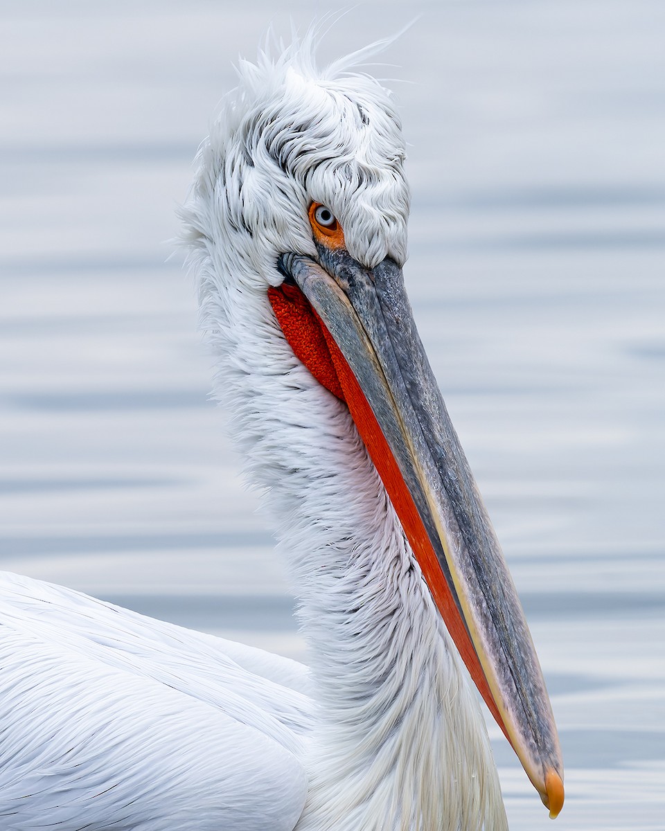 pelikán kadeřavý - ML616633267