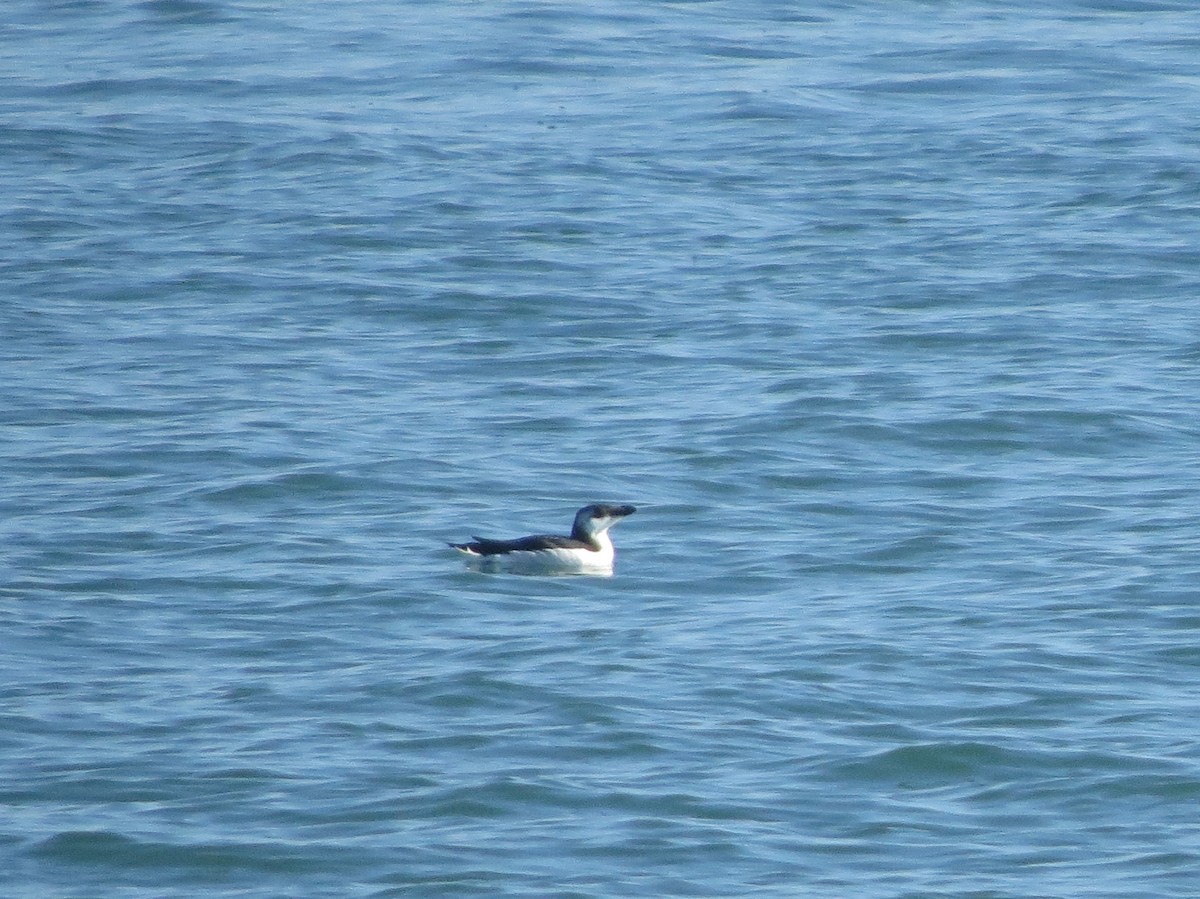 Razorbill - ML616633278