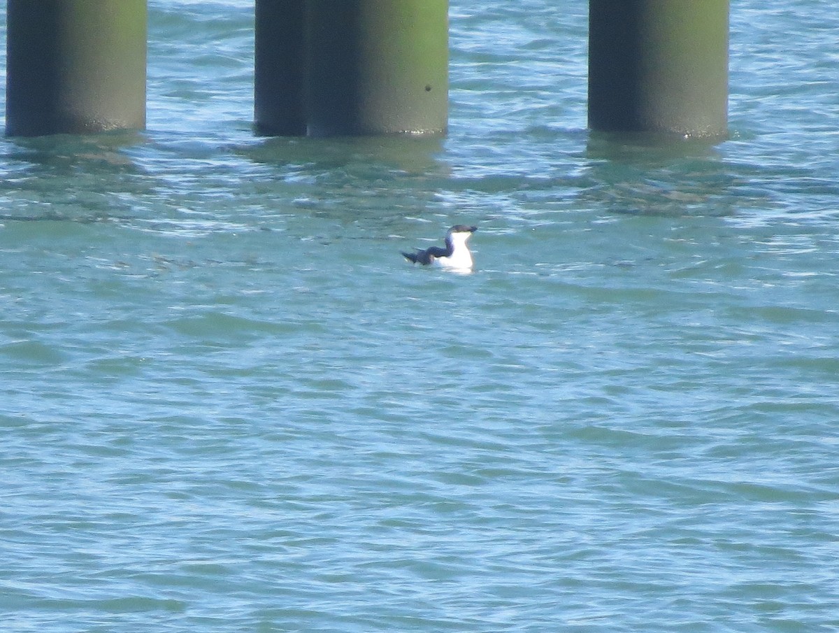 Razorbill - ML616633279