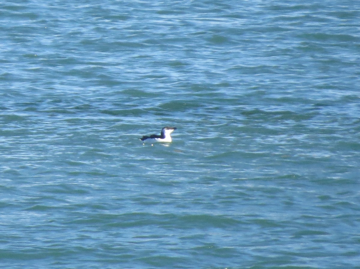 Razorbill - ML616633280