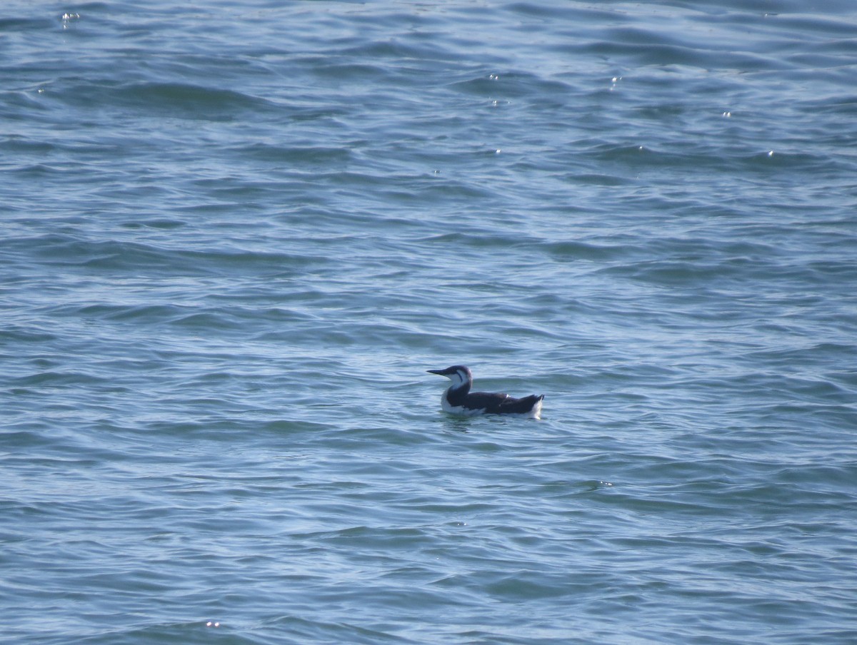 Common Murre - ML616633289