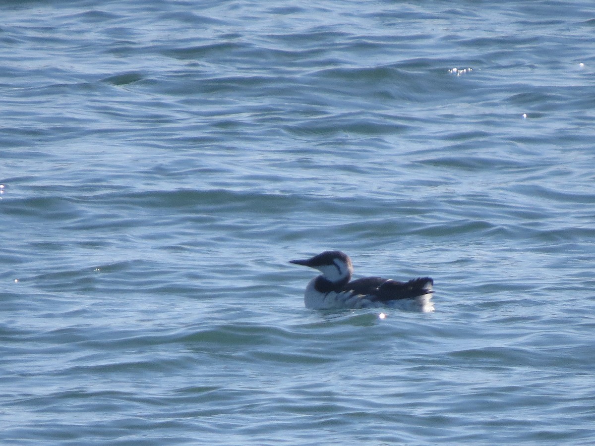 Common Murre - ML616633290