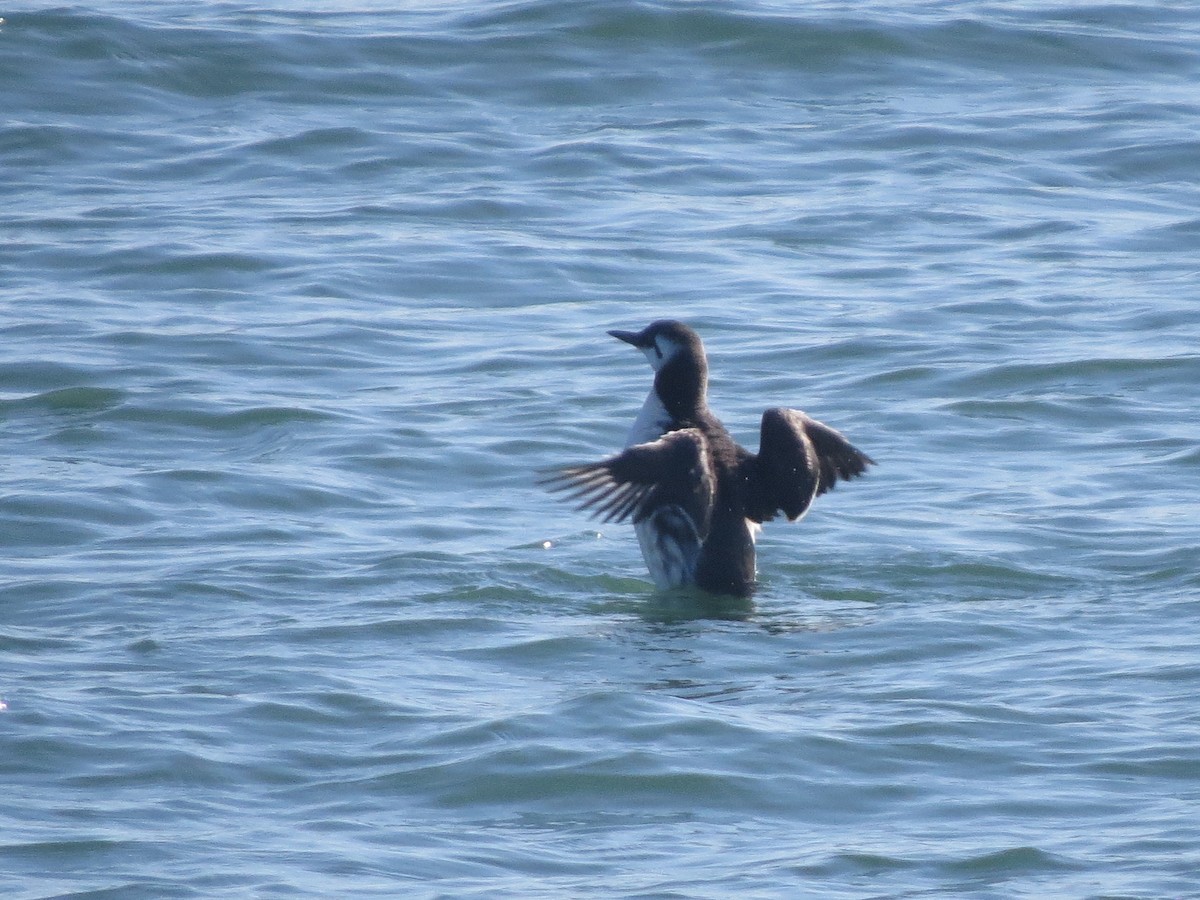 Common Murre - ML616633291