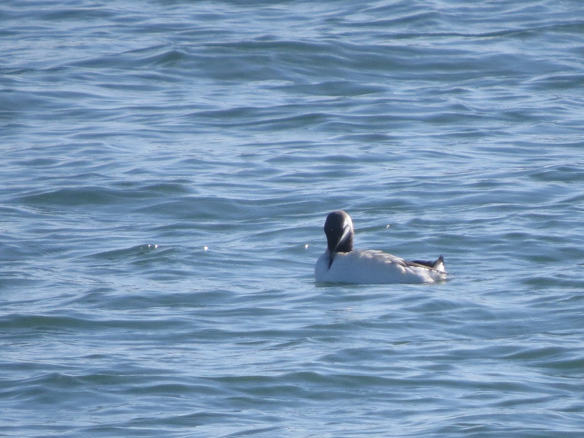 Common Murre - ML616633292