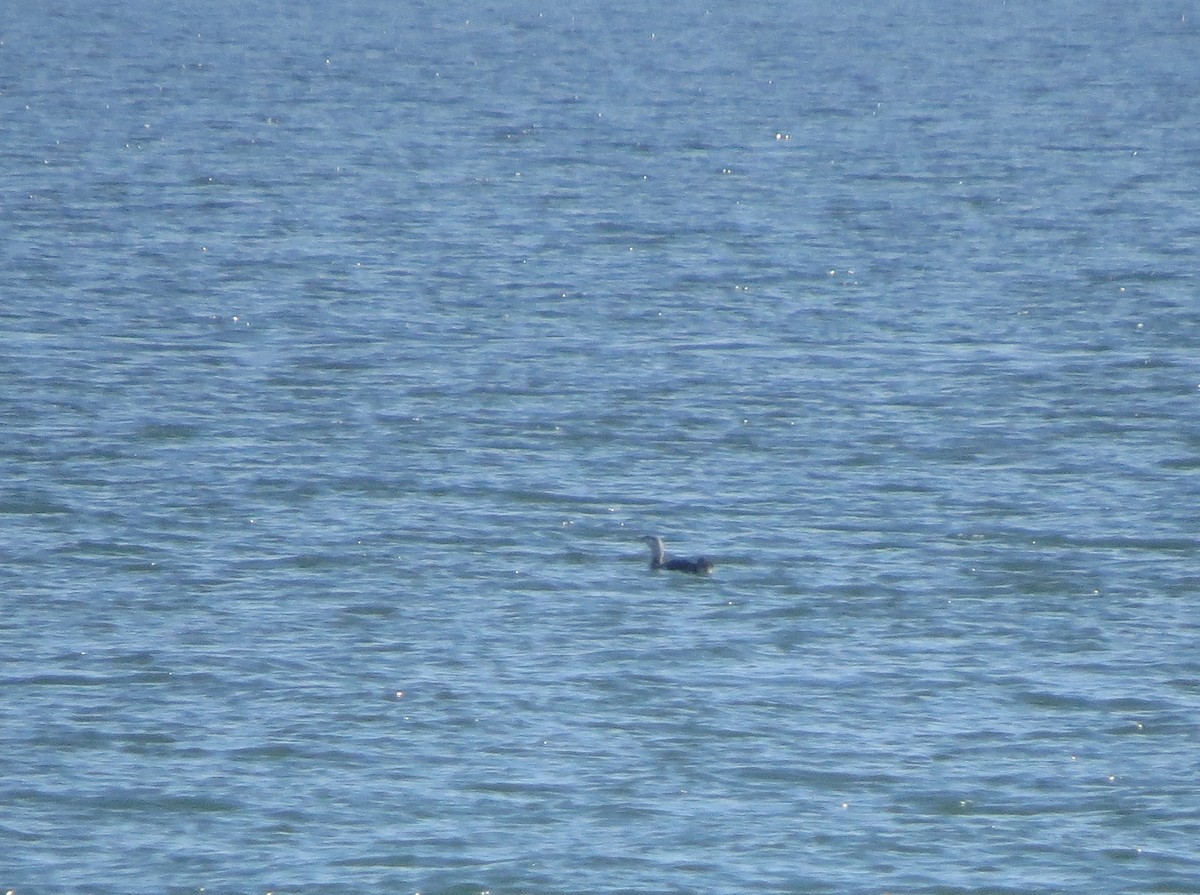 Red-throated Loon - ML616633299