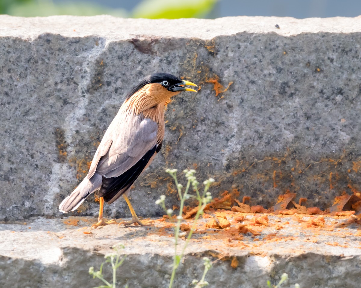 Brahminy Starling - ML616633306