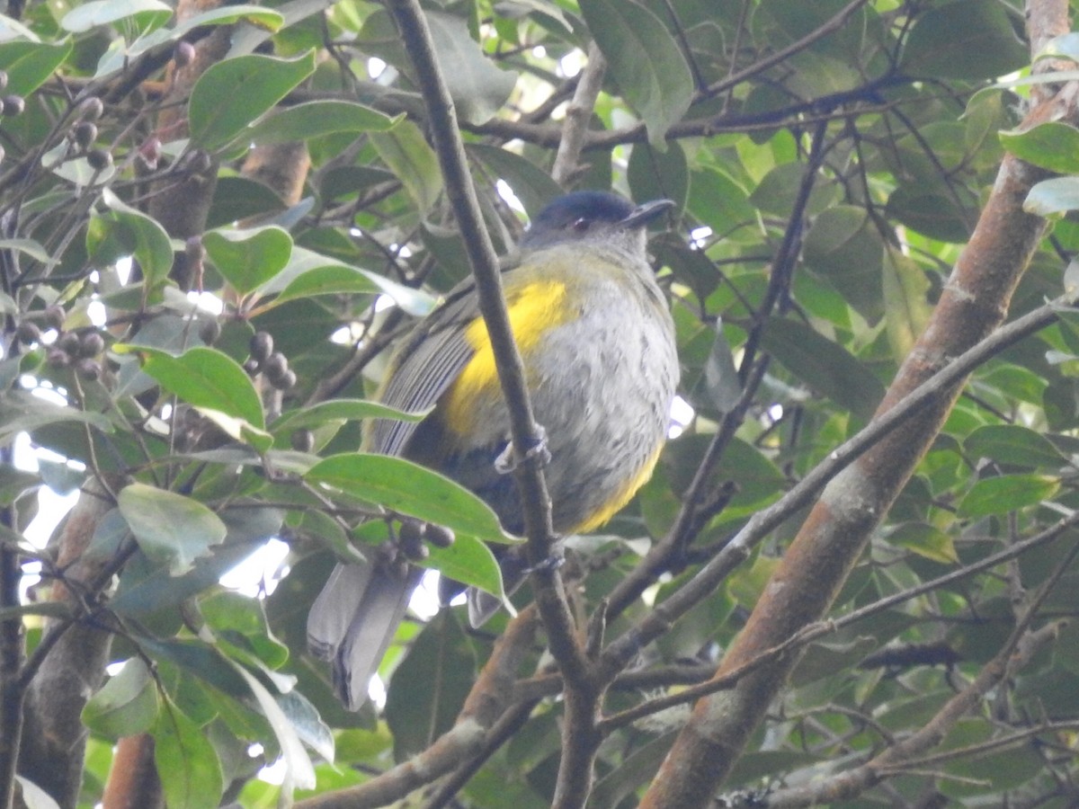 Black-and-yellow Silky-flycatcher - Daniel Garrigues