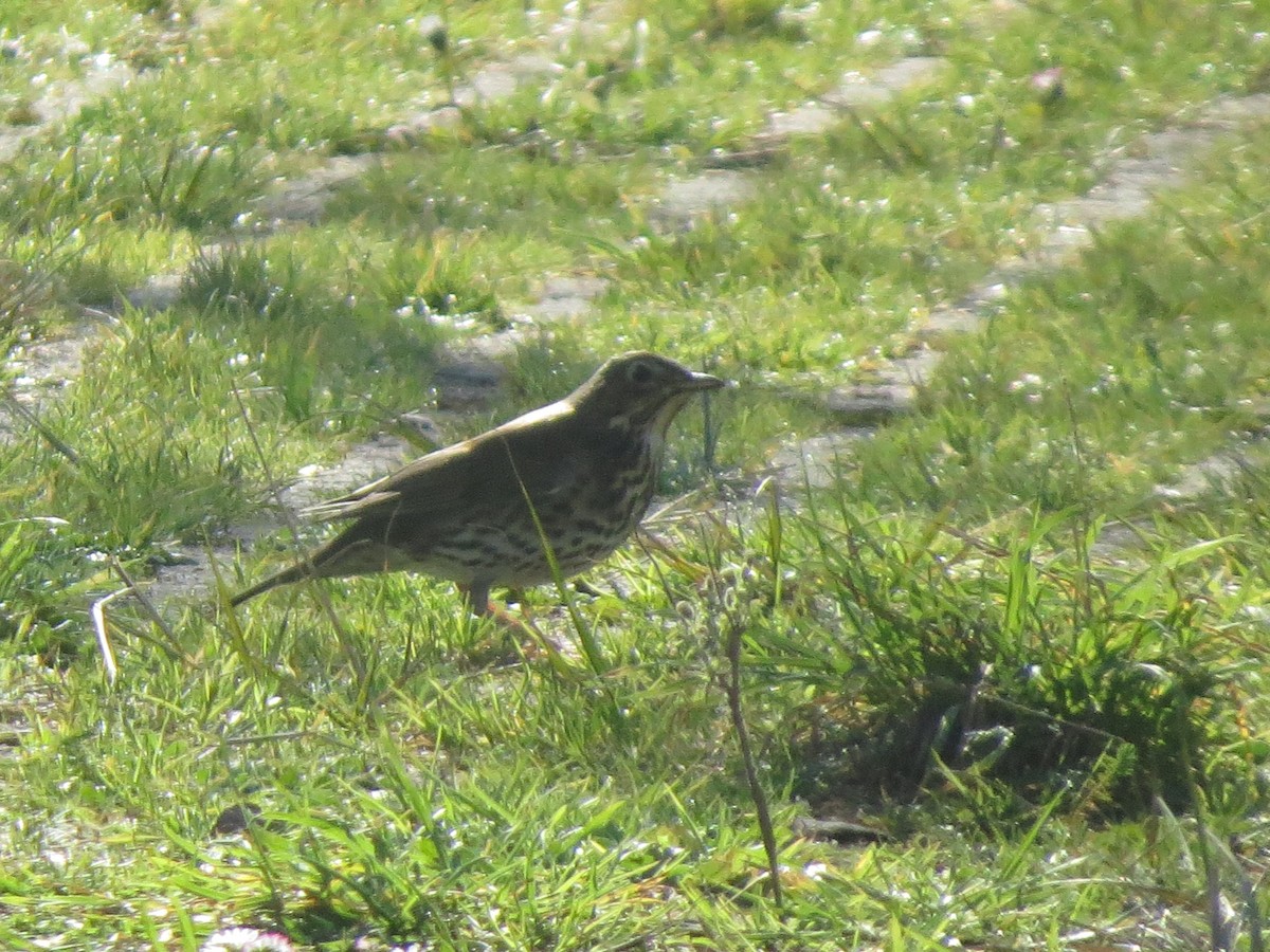 Song Thrush - ML616633326