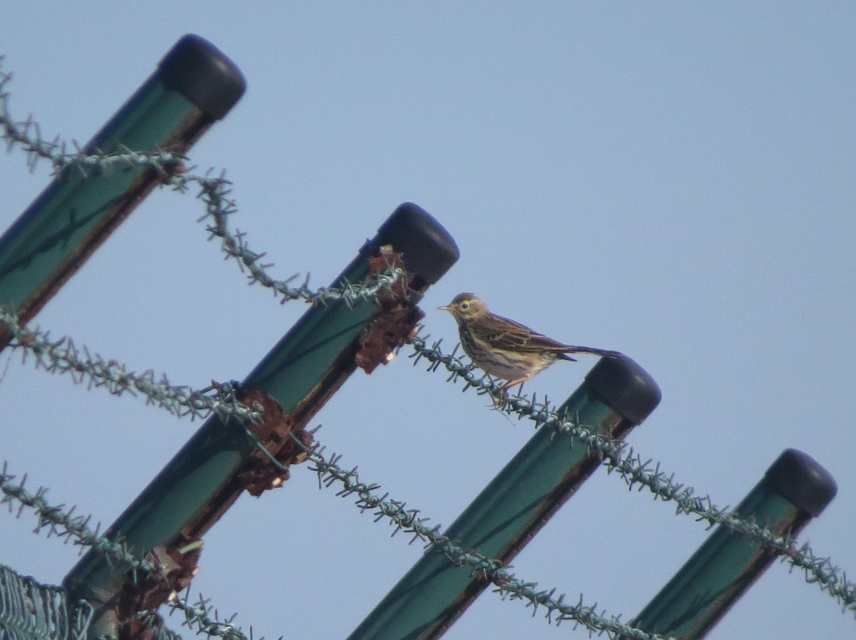 Meadow Pipit - ML616633338