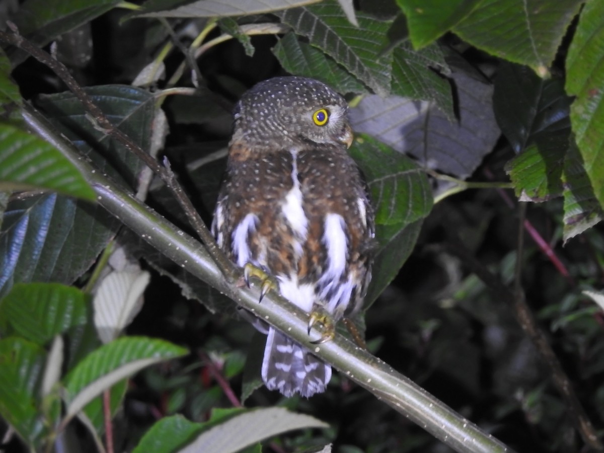 Costa Rican Pygmy-Owl - ML616633347