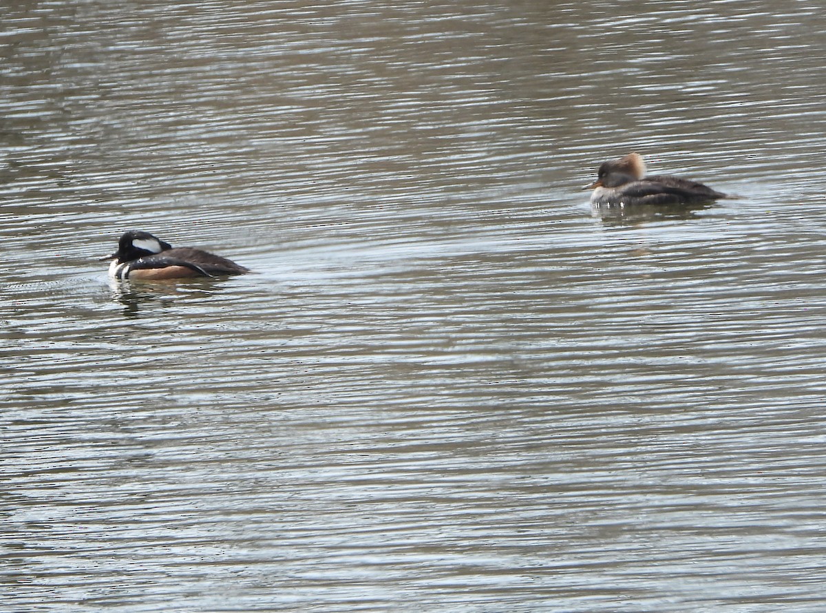 Hooded Merganser - ML616633390