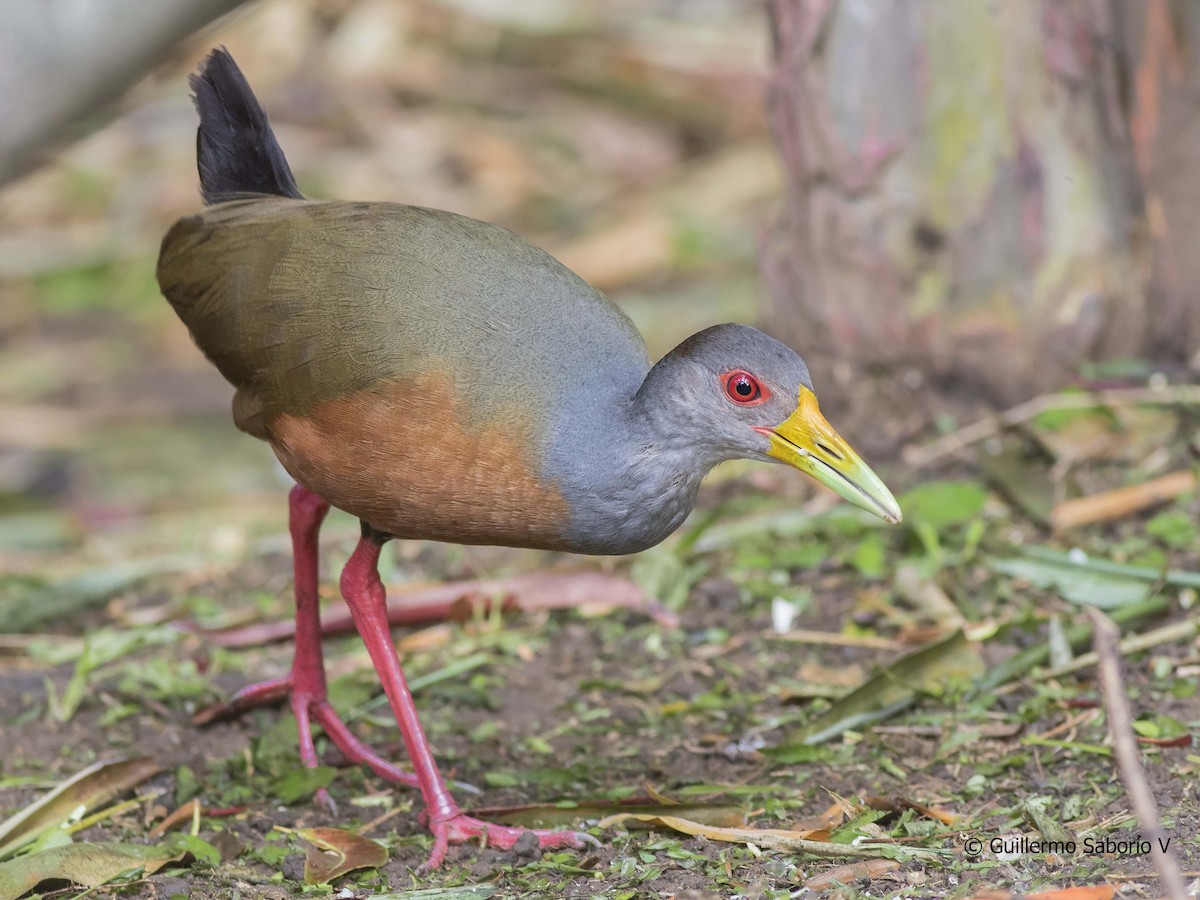 Gray-cowled Wood-Rail - Guillermo  Saborío Vega