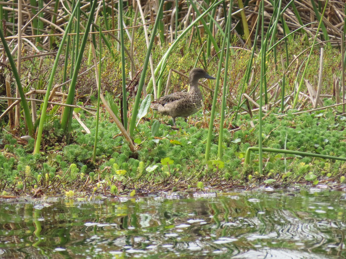 Andean Teal - ML616633429