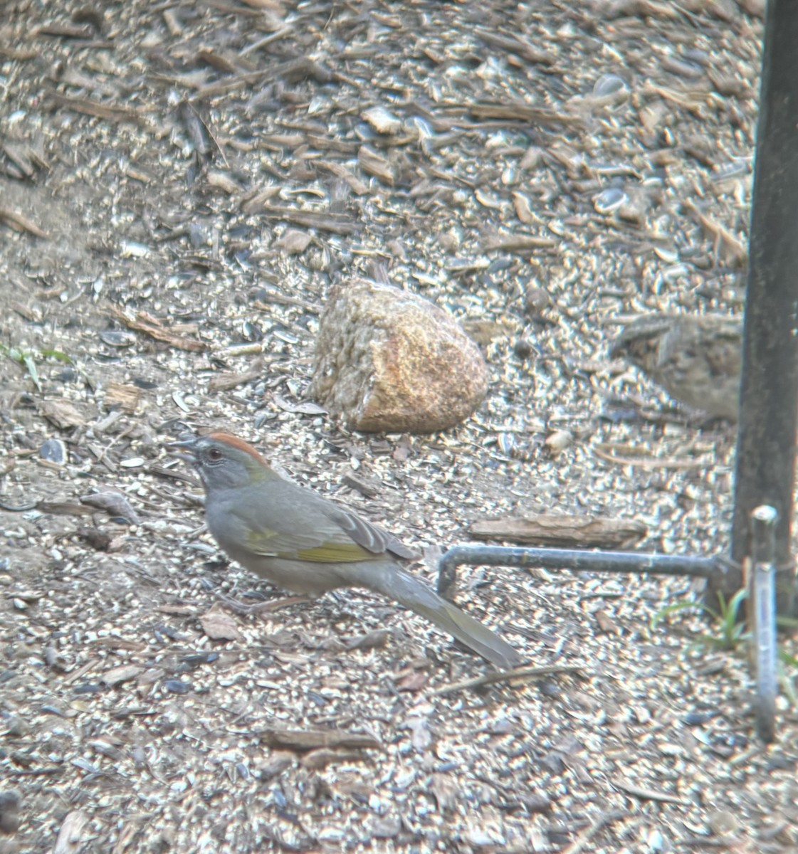 Green-tailed Towhee - ML616633434