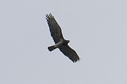 Short-toed Snake-Eagle - ML616633497