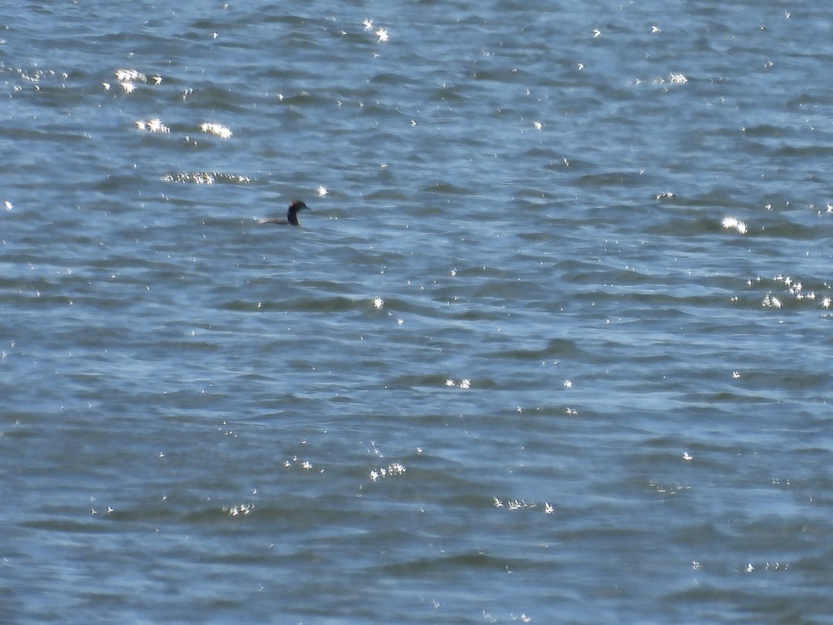 Horned Grebe - Robert Rimkoski