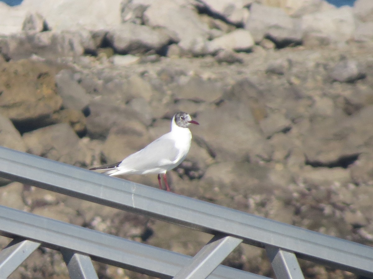 Black-headed Gull - ML616633538