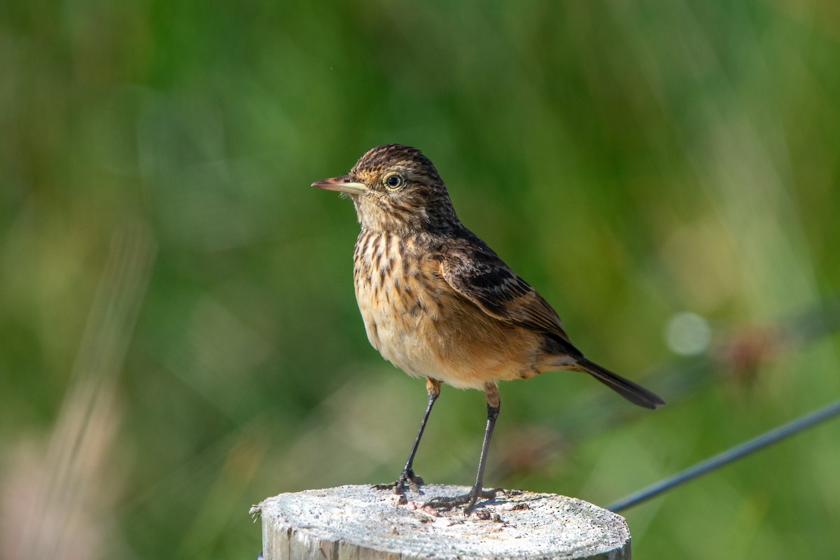 Spectacled Tyrant - ML616633573