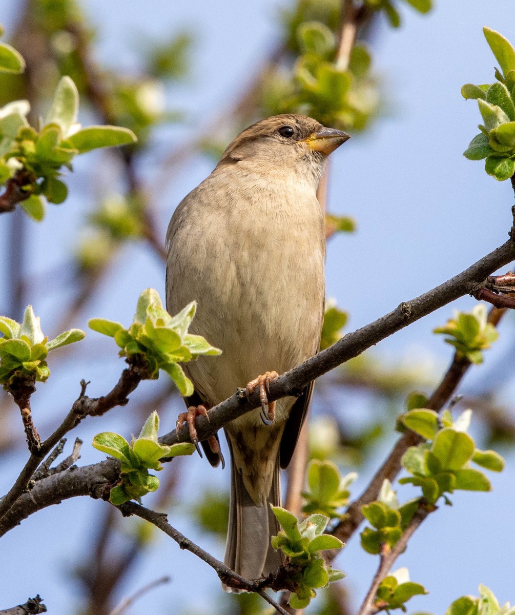 Moineau domestique - ML616633605