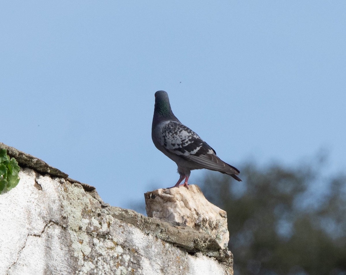 Rock Pigeon (Feral Pigeon) - ML616633608