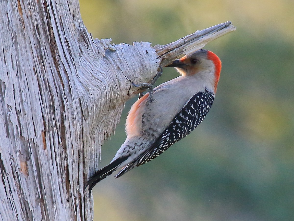 Red-bellied Woodpecker - ML616633614
