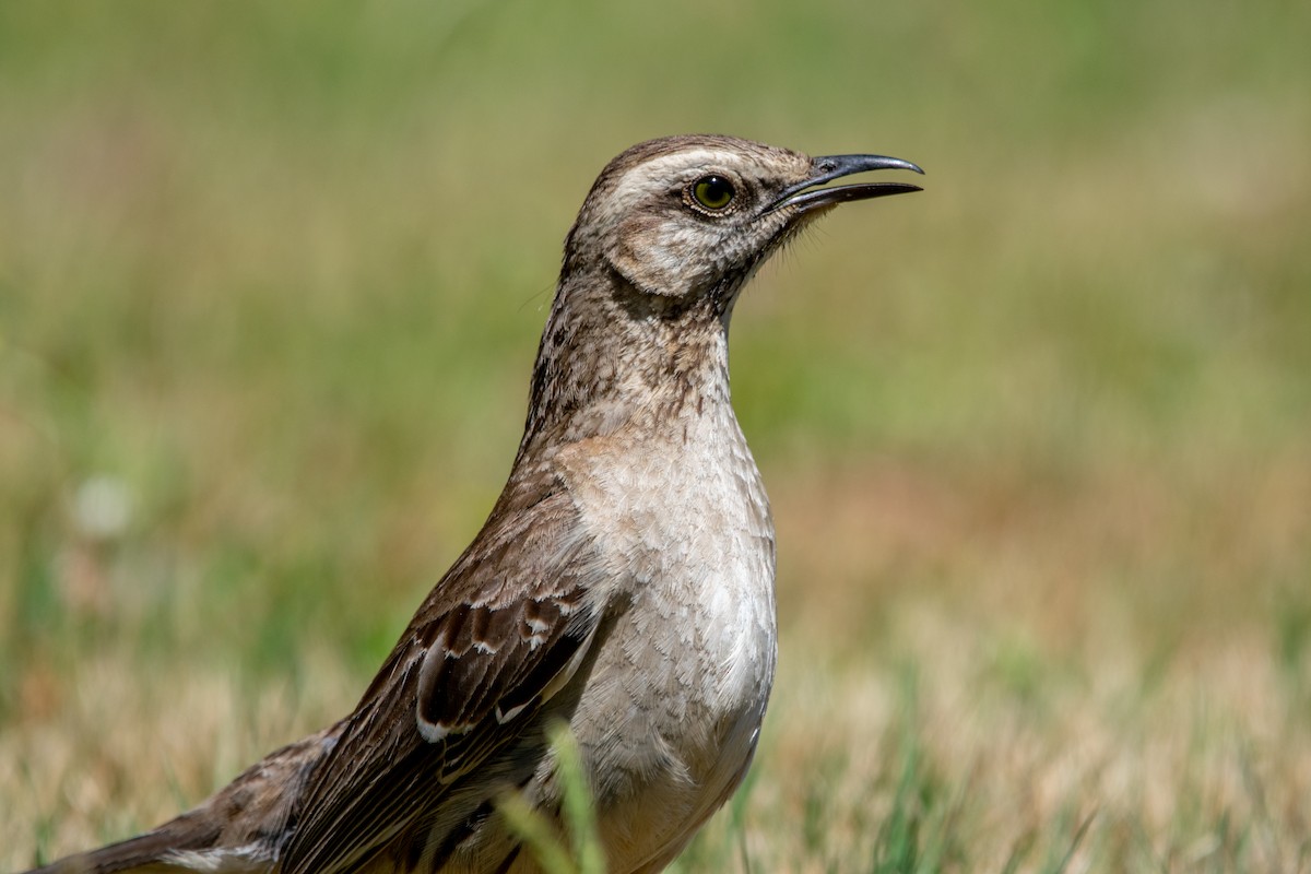 Chilean Mockingbird - ML616633626