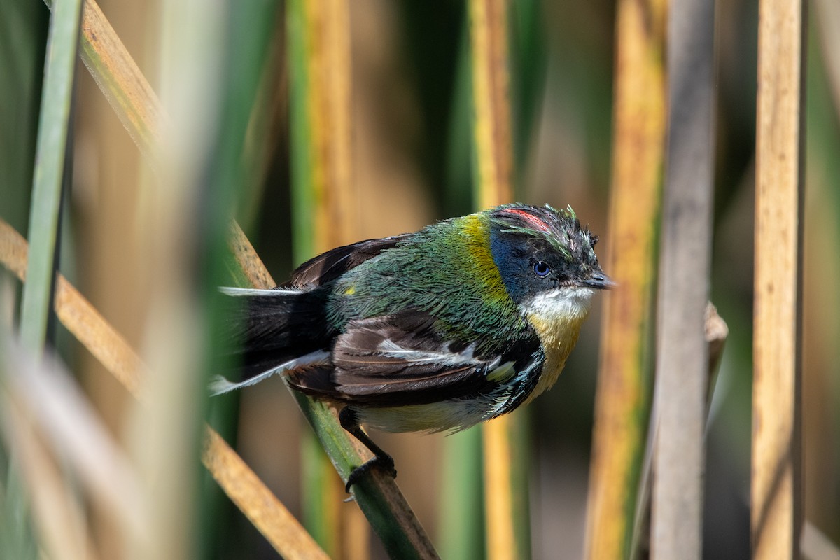 Many-colored Rush Tyrant - Alexis Andrea Verdugo Palma (Cachuditos Birdwatching)