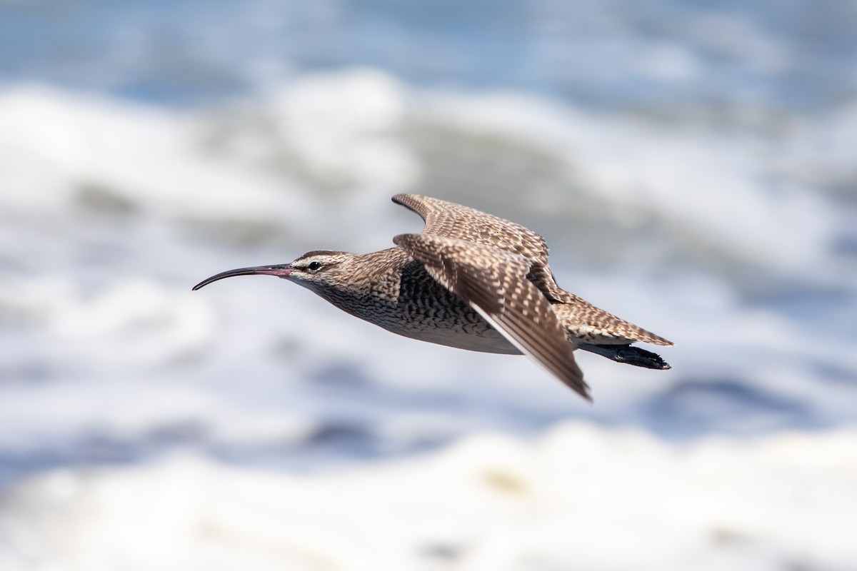 Whimbrel - Alexis Andrea Verdugo Palma (Cachuditos Birdwatching)