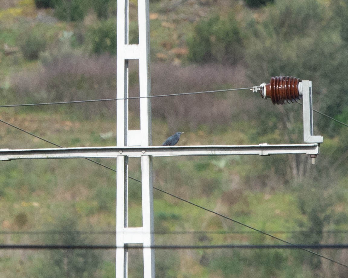 Blue Rock-Thrush - ML616633701