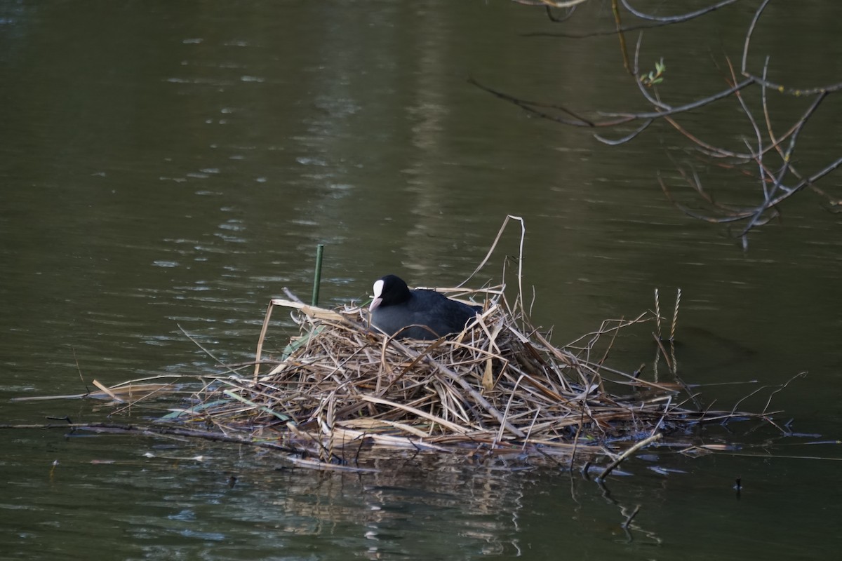 Eurasian Coot - ML616633705