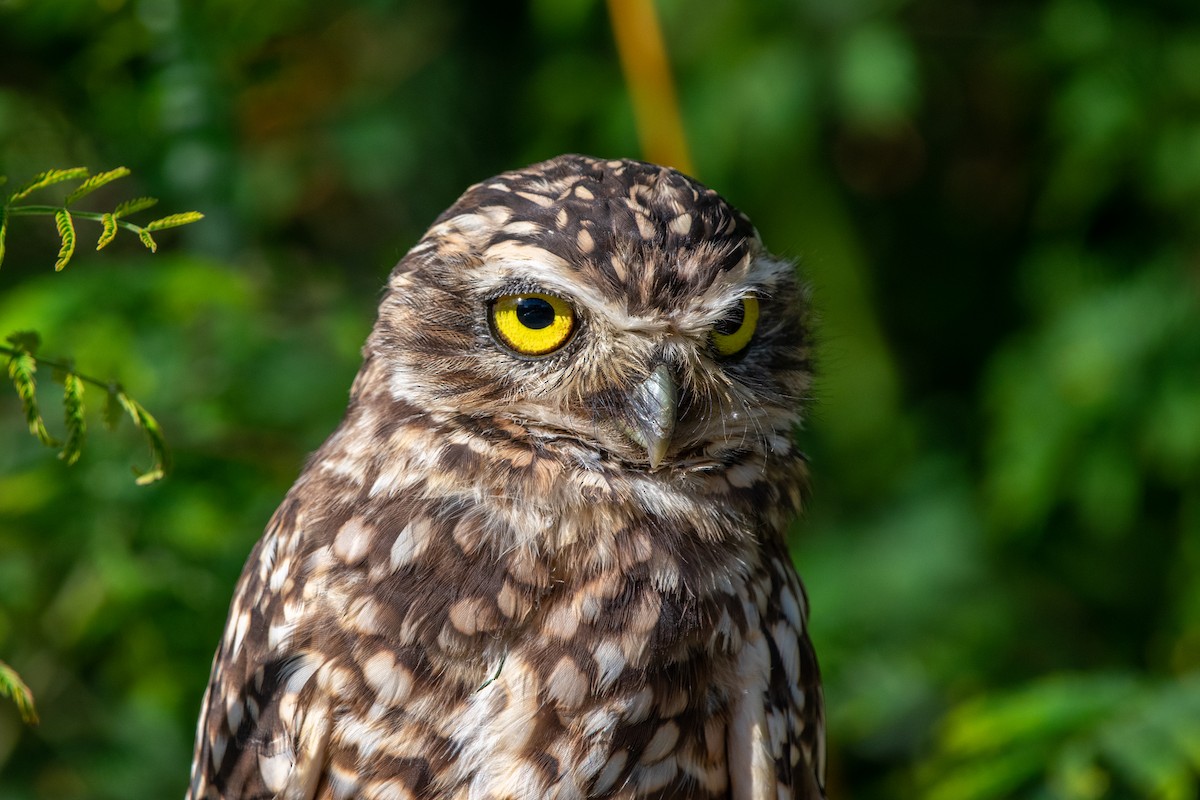 Burrowing Owl - Alexis Andrea Verdugo Palma (Cachuditos Birdwatching)