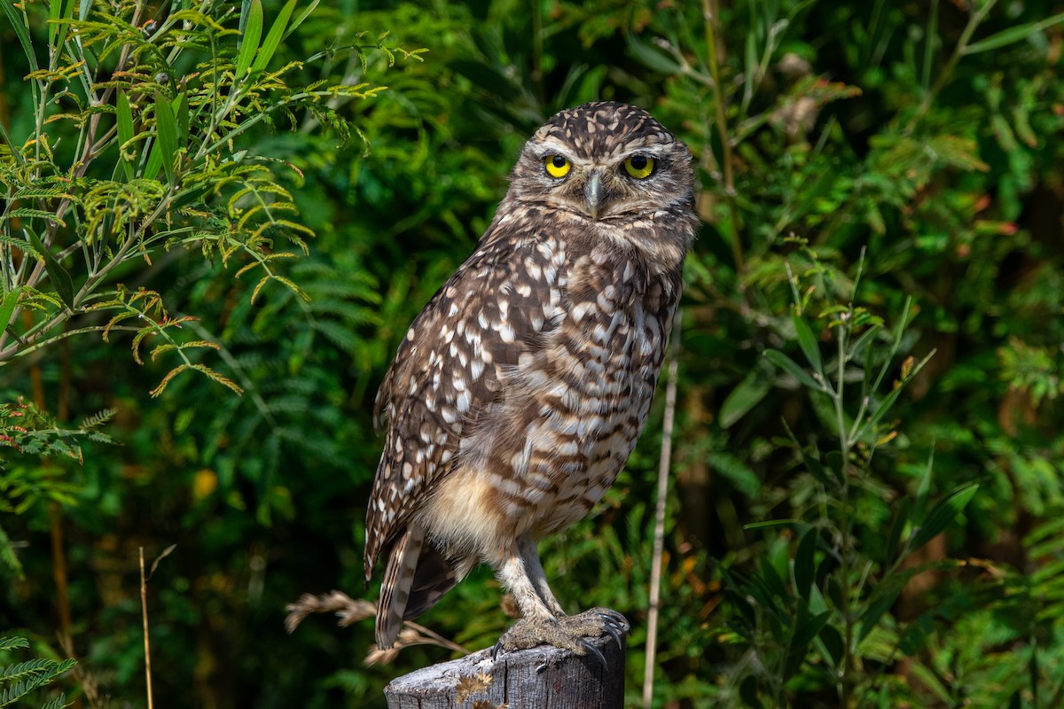 Burrowing Owl - Alexis Andrea Verdugo Palma (Cachuditos Birdwatching)