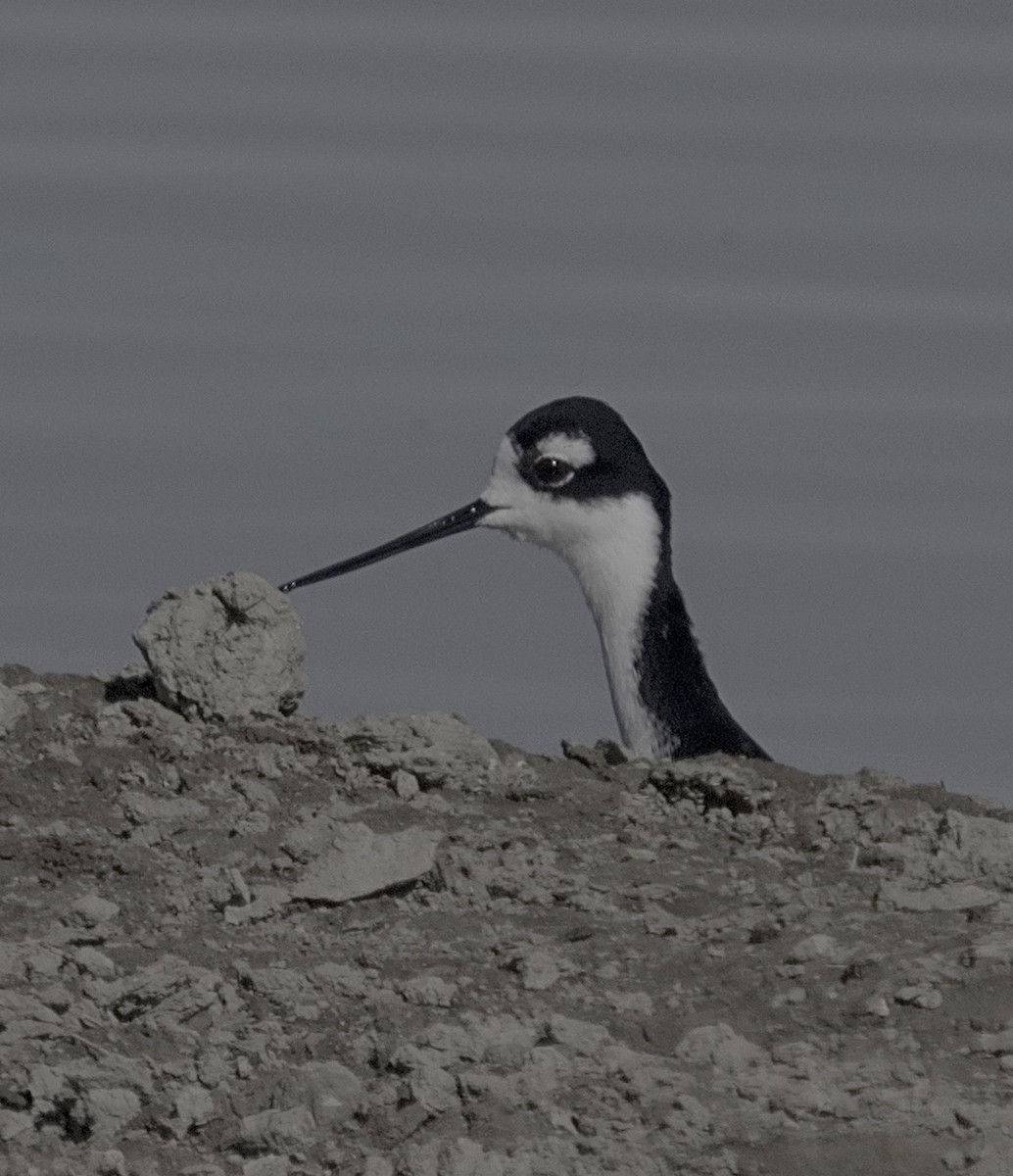 Black-necked Stilt - ML616633765