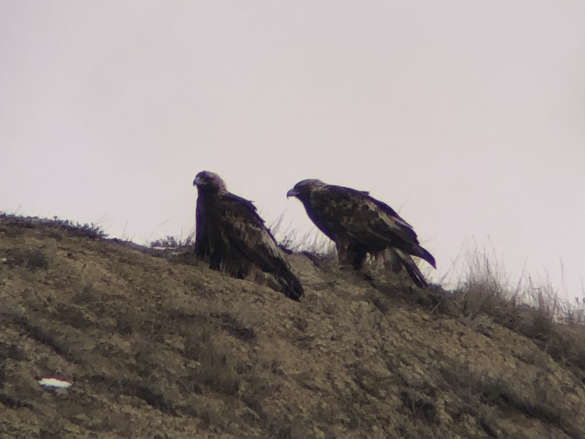 Цармын бүргэд - ML616633767