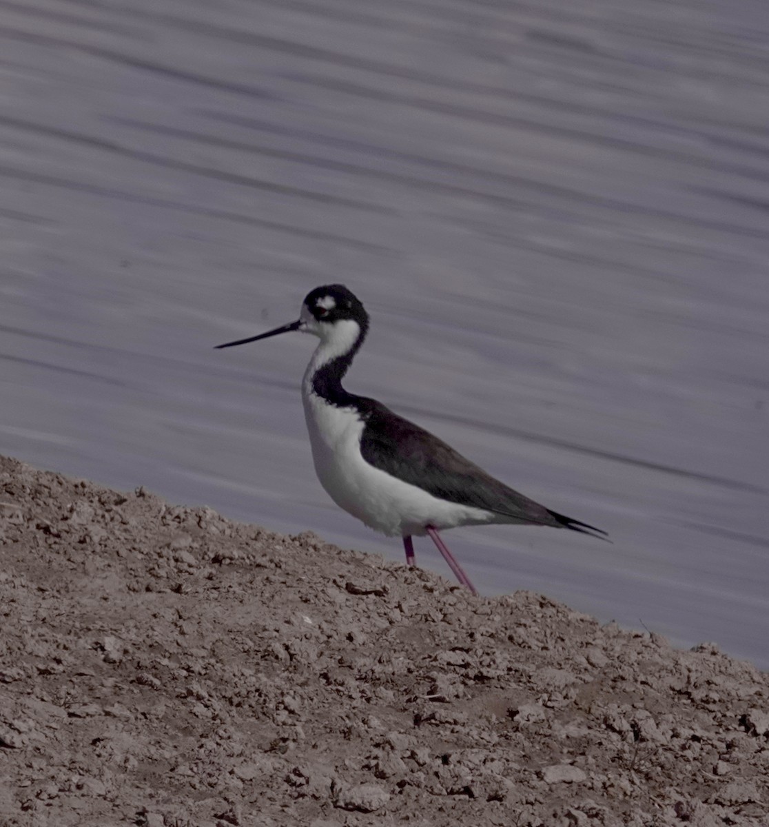 Black-necked Stilt - ML616633768