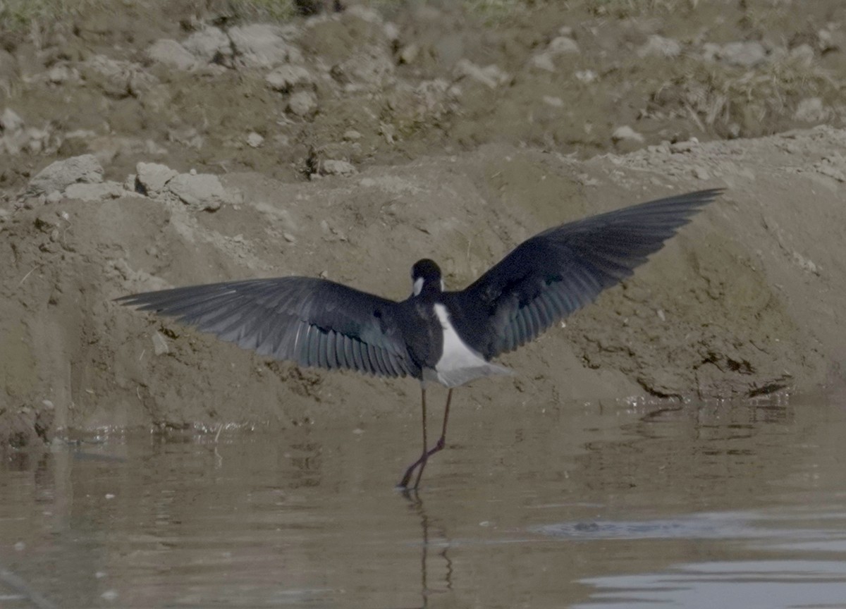 Black-necked Stilt - maxine reid