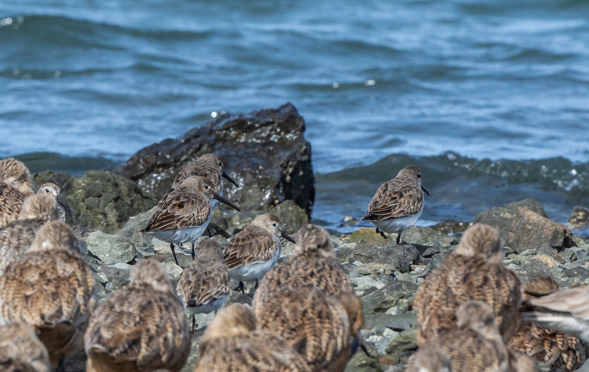 Dunlin - ML616633841